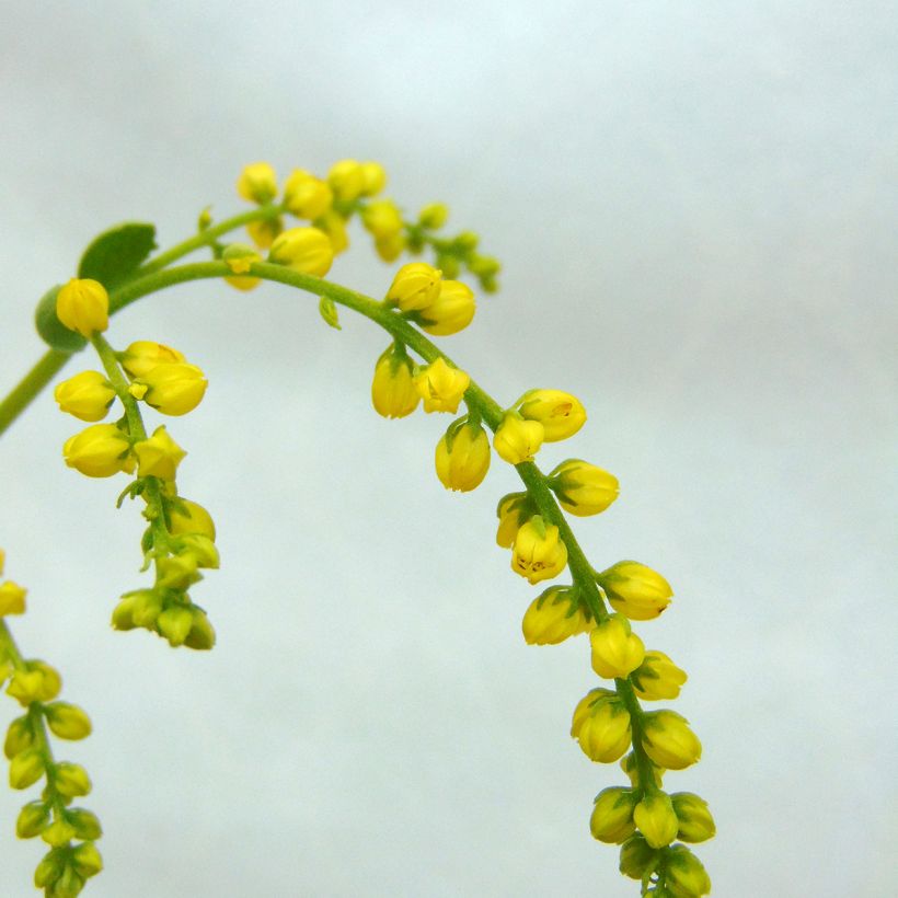 Chiastophyllum oppositifolium (Floración)