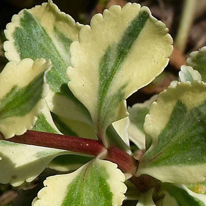 Chiastophyllum oppositifolium Variegatum (Follaje)