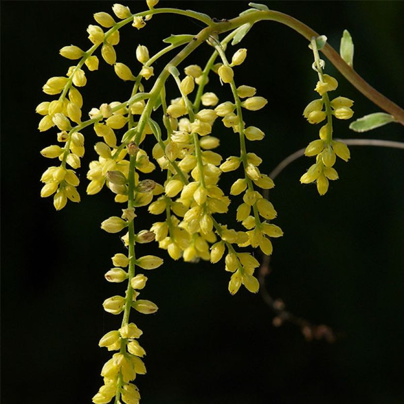 Chiastophyllum oppositifolium Variegatum (Floración)