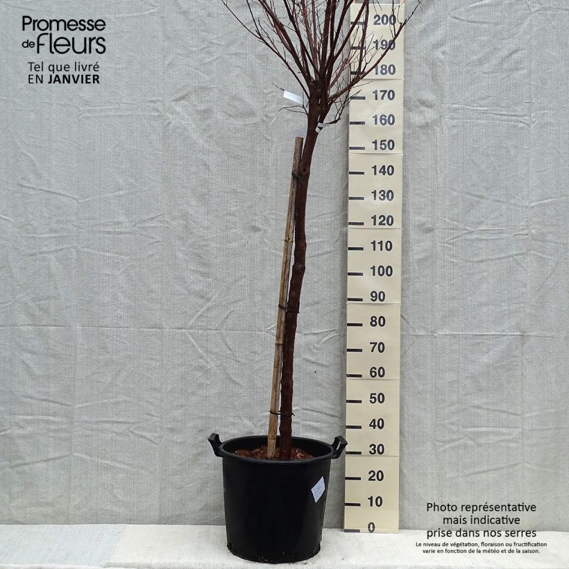 Chilopsis linearis Burgundy Pot de 30L/35L Ejemplar entregado en invierno