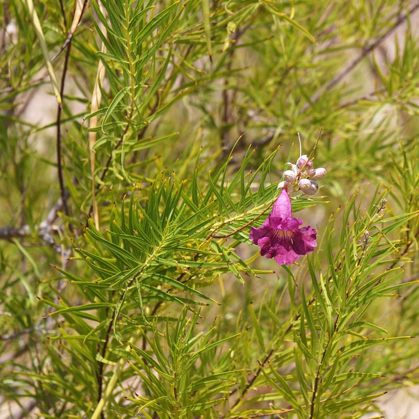 Chilopsis linearis Burgundy - Sauce del desierto (Follaje)