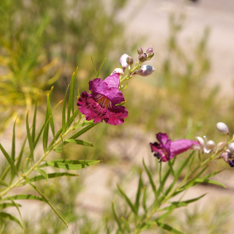 Chilopsis linearis Burgundy - Sauce del desierto (Floración)