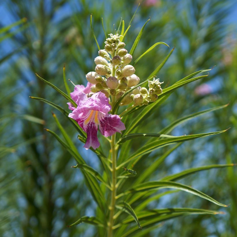 Chilopsis linearis - Sauce del desierto (Follaje)