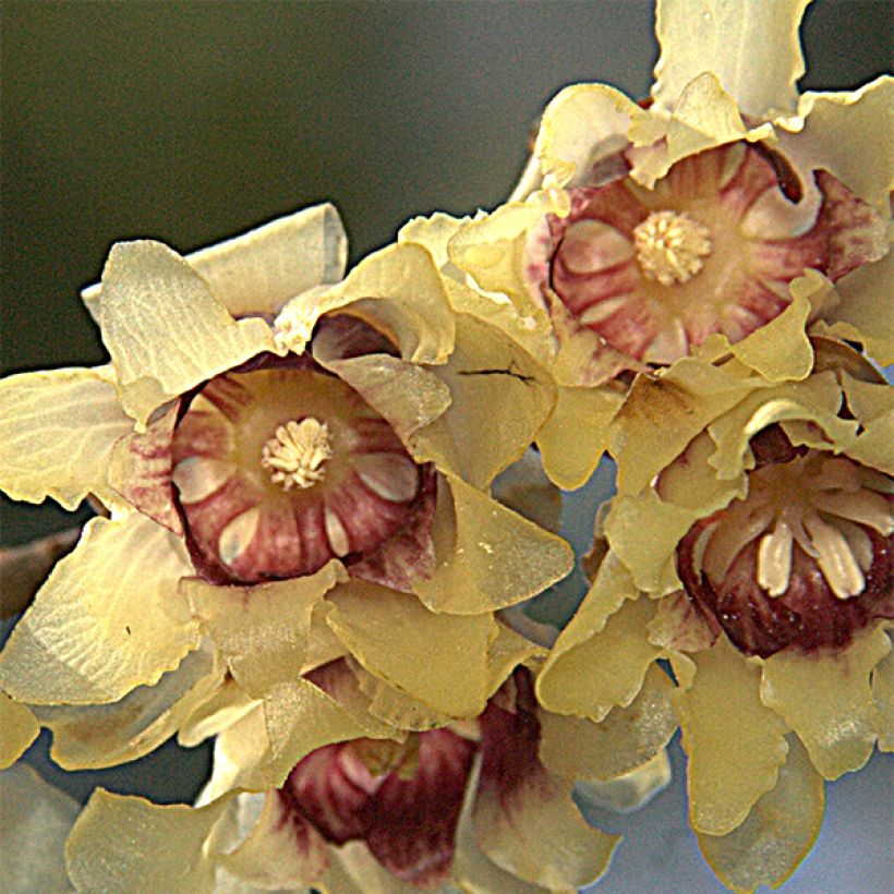 Chimonanthus praecox Grandiflorus - Macasar (Floración)