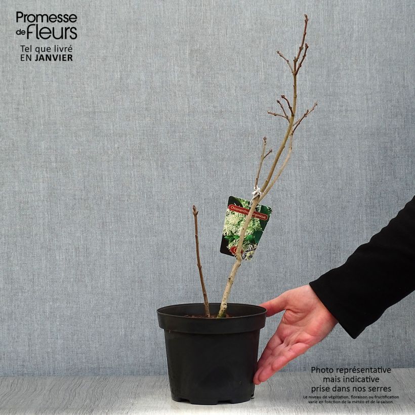 Chionanthus Virginicus, Arbre de Neige en pot de 2/3L Ejemplar entregado en invierno