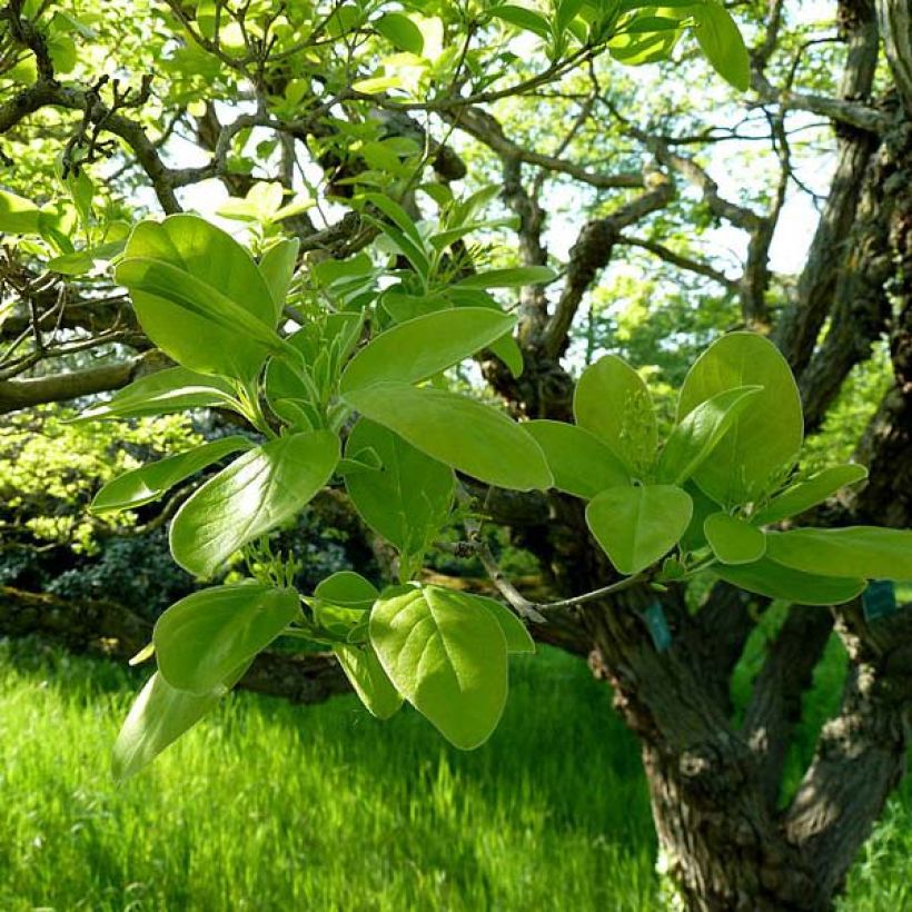 Chionanthus retusus - Árbol de la nieve chino (Follaje)