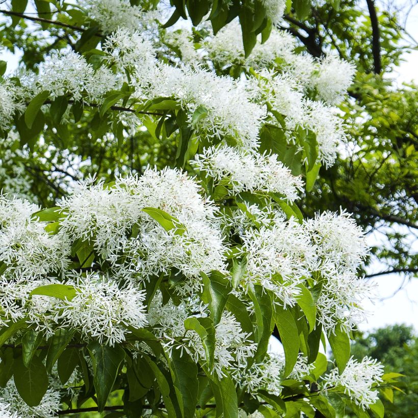 Chionanthus retusus - Árbol de la nieve chino (Floración)