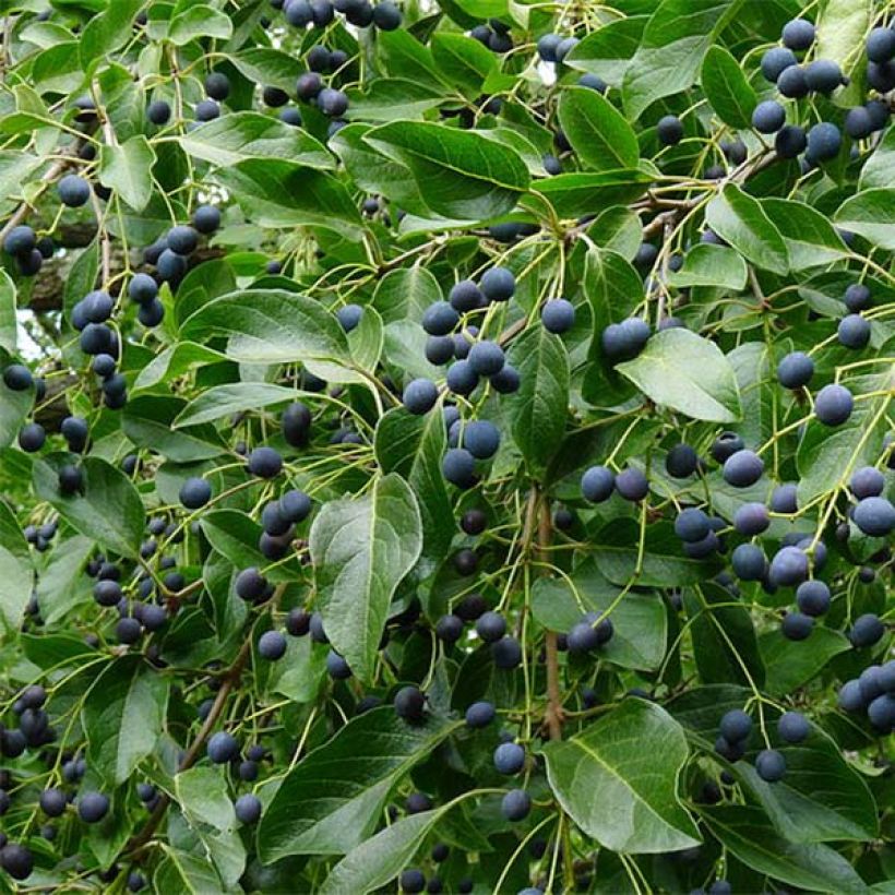 Chionanthus retusus - Árbol de la nieve chino (Cosecha)