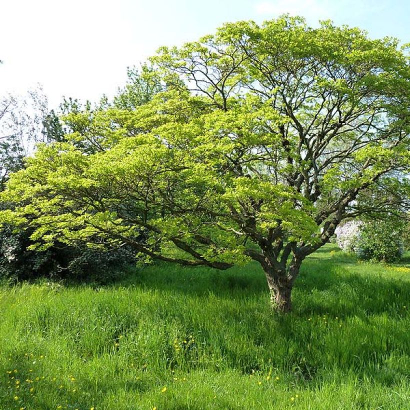 Chionanthus retusus - Árbol de la nieve chino (Porte)