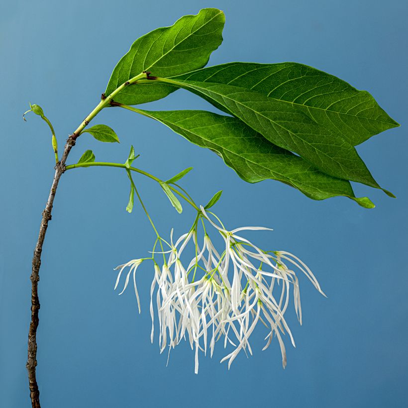 Chionanthus virginicus - Laurel de nieve (Floración)