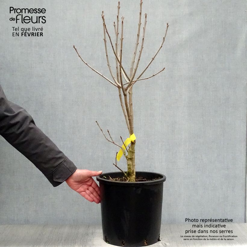 Chionanthus virginicus - Arbre de neige livré en pot de 15L Ejemplar entregado en invierno