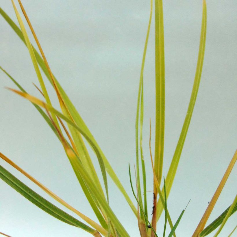 Chionochloa conspicua (Follaje)