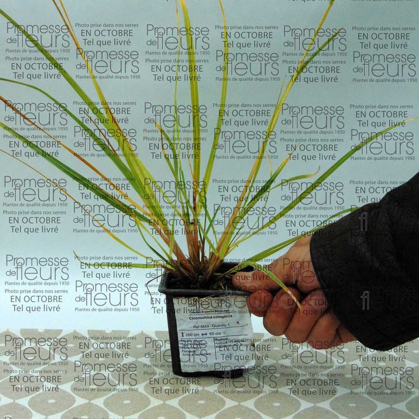 Ejemplo de ejemplar de Chionochloa conspicua tal y como se entrega