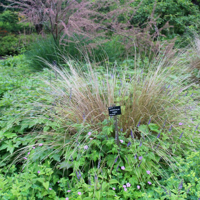 Chionochloa rubra (Porte)