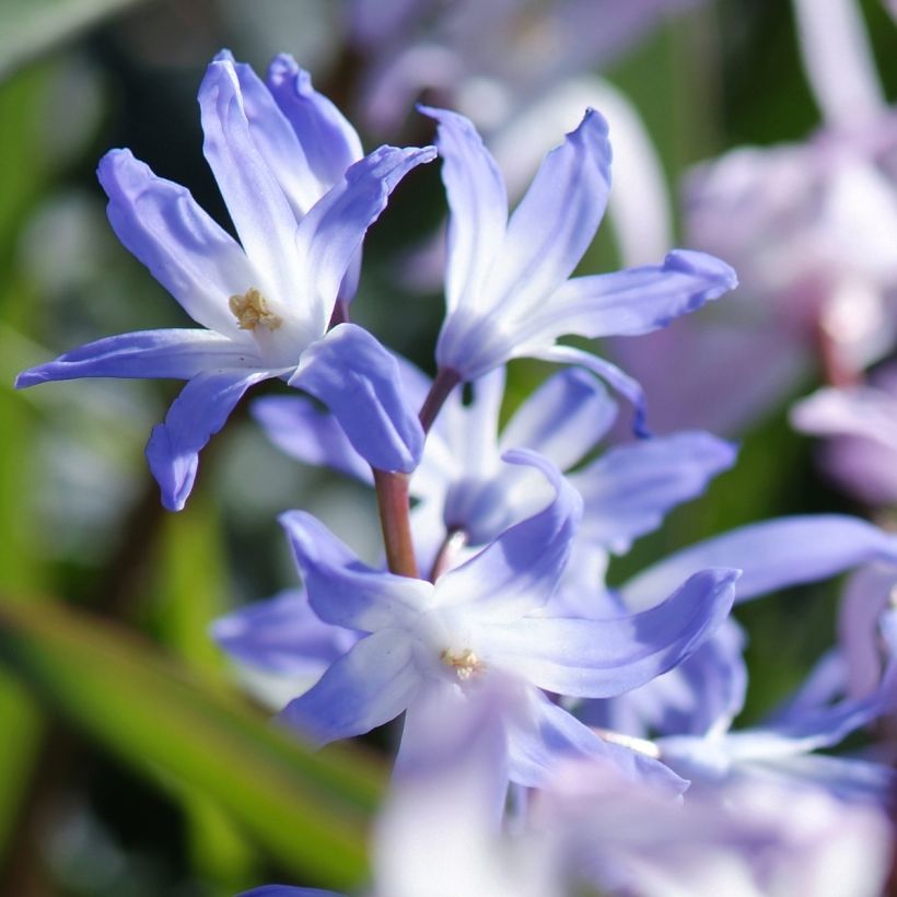 Gloria de la nieve - Chionodoxa forbesii Mix (Floración)