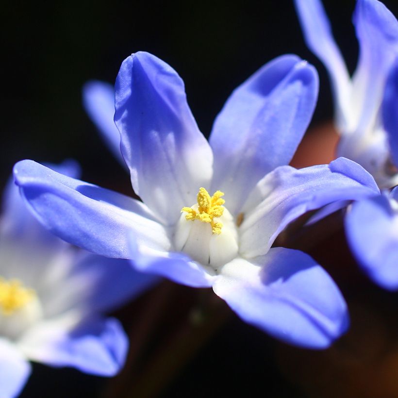 Chionodoxa forbesii Blue Giant - Gloria de la nieve (Floración)