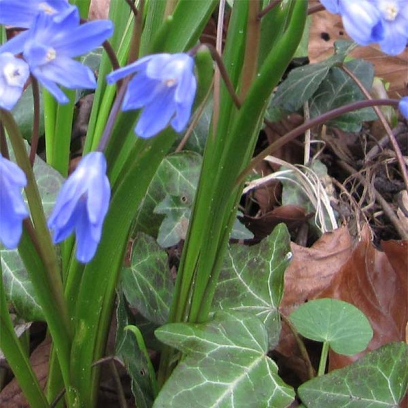 Gloria de la nieve - Chionodoxa forbesii (Follaje)