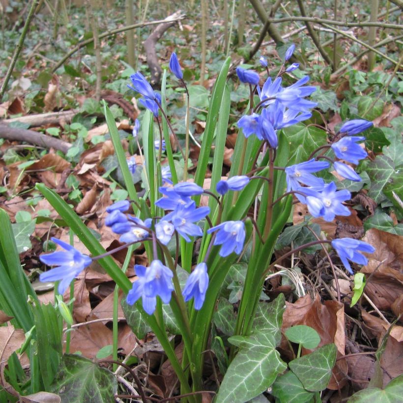 Gloria de la nieve - Chionodoxa forbesii (Porte)