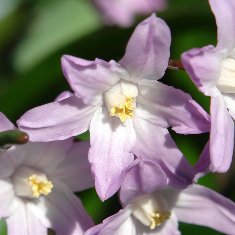 Gloria de la nieve - Chionodoxa forbesii Pink Giant (Floración)