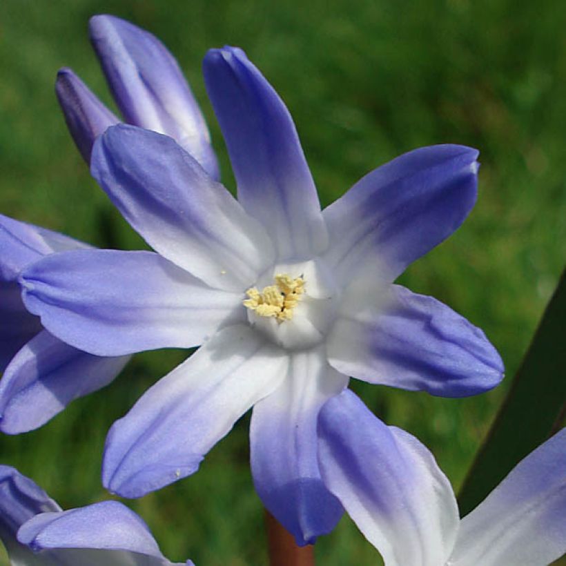 Gloria de la nieves - Chionodoxa luciliae (Floración)