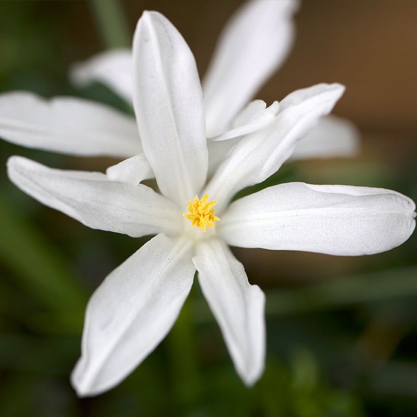 Gloria de la nieves - Chionodoxa luciliae Alba (Floración)