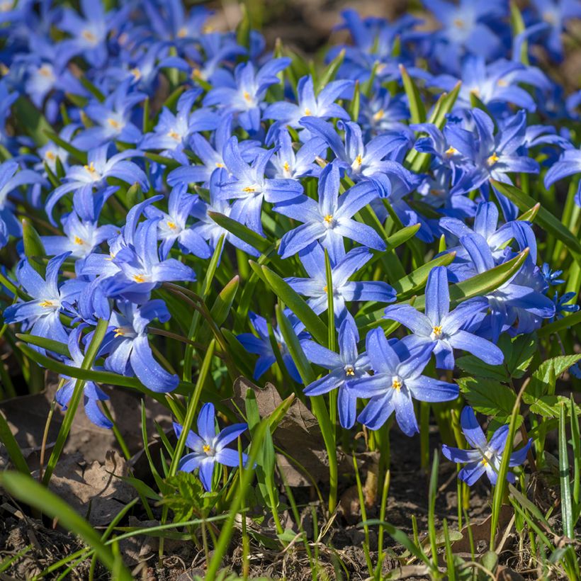 Gloria de la nieves - Chionodoxa luciliae (Porte)