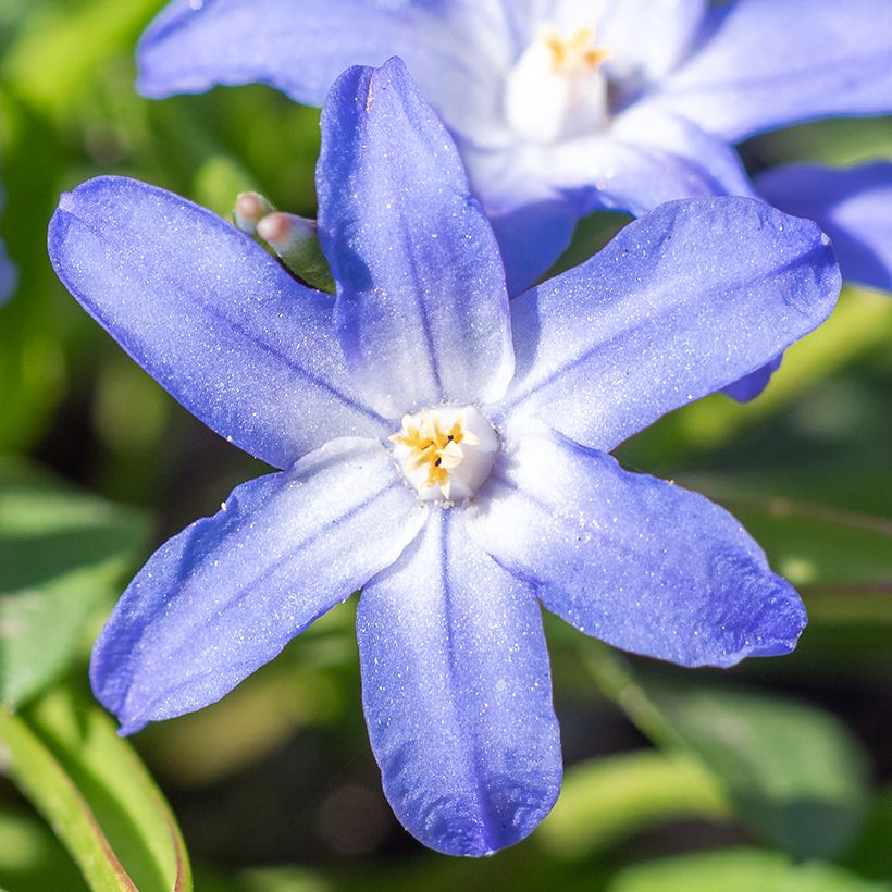 Gloria de la nieve - Chionodoxa sardensis (Floración)