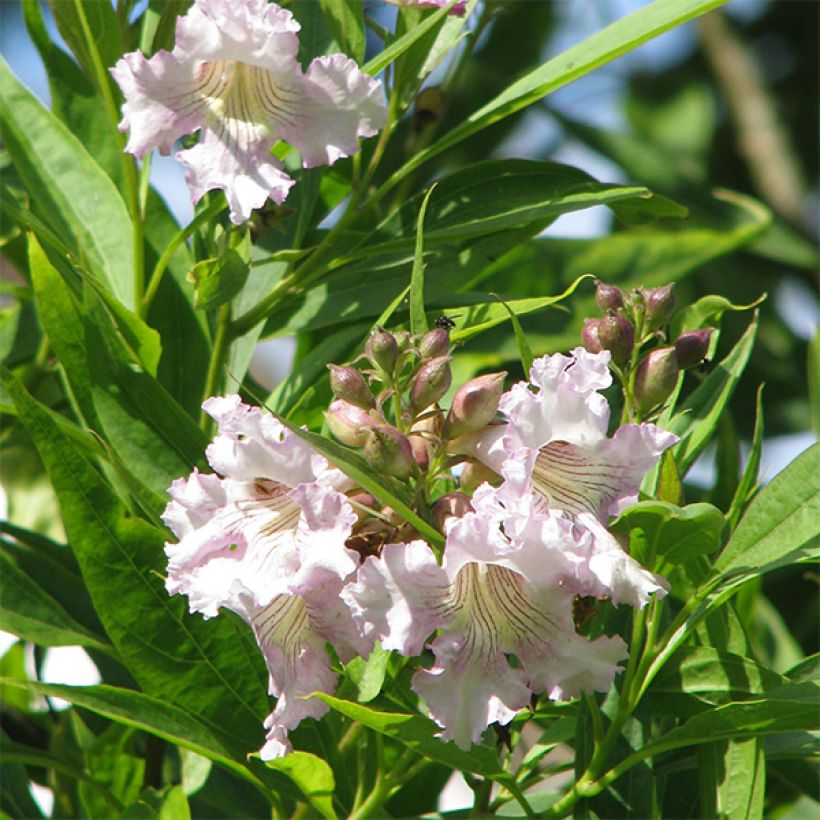 Chitalpa tashkentensis (Floración)