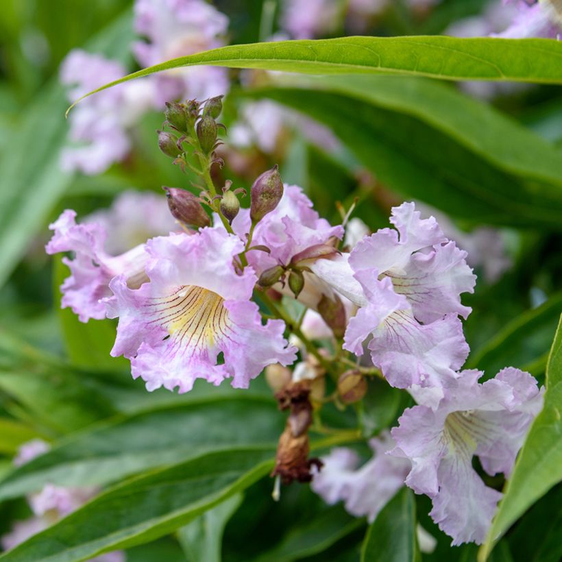 Chitalpa de Taschkent - Chitalpa tashkentensis Pink Dawn (Floración)