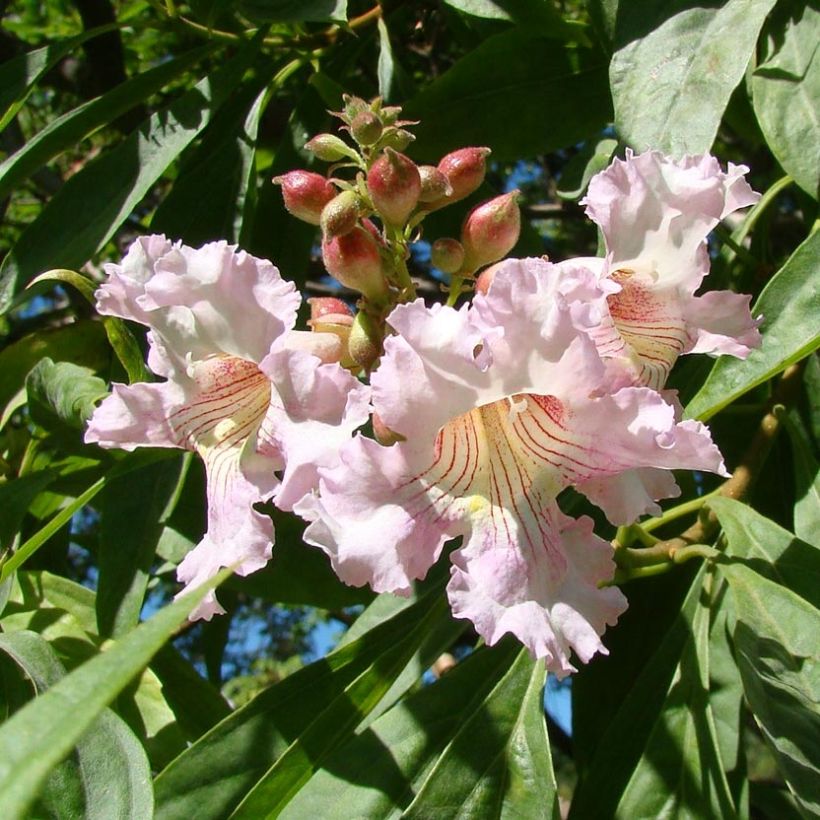 Chitalpa tashkentensis Summer Bells (Floración)