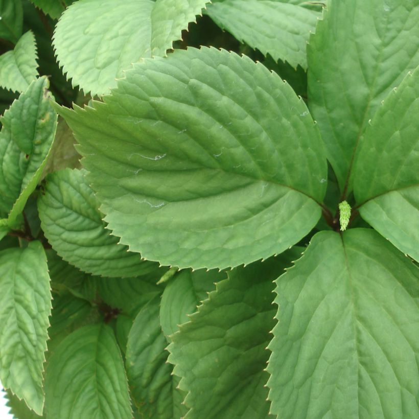 Chloranthus fortunei (Follaje)