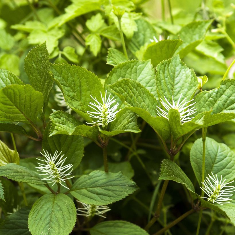 Chloranthus fortunei (Floración)