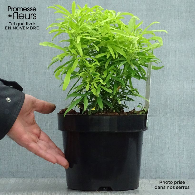 Ejemplar de Choisya Aztec Gold - Oranger du Mexique en pot de 2/L/3L entregado en otoño