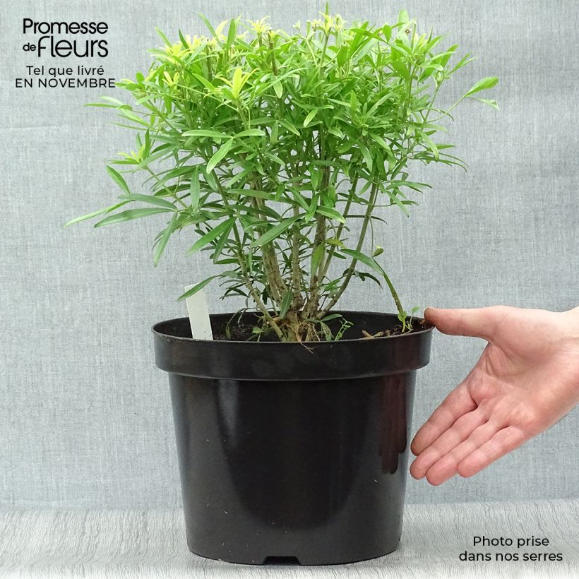 Ejemplar de Choisya Aztec Gold - Oranger du Mexique en pot de 7,5/10L entregado en otoño