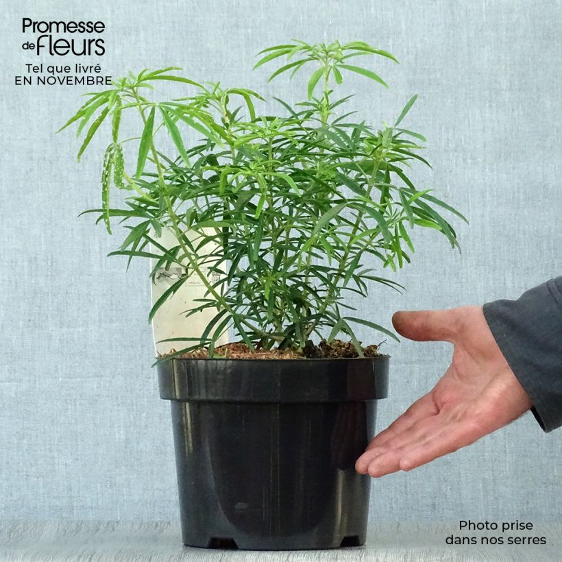 Ejemplar de Choisya Aztec Pearl - Oranger du Mexique en pot de 2L/3L entregado en otoño