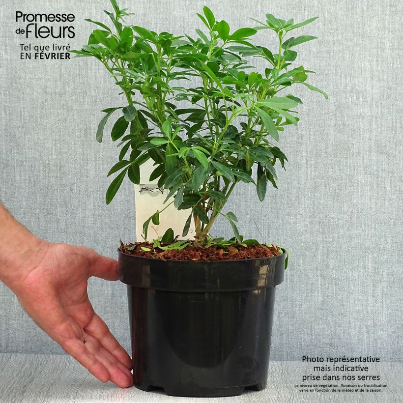 Ejemplar de Choisya ternata - Oranger du Mexique 40/50 cm en pot de 4L/5L entregado en otoño