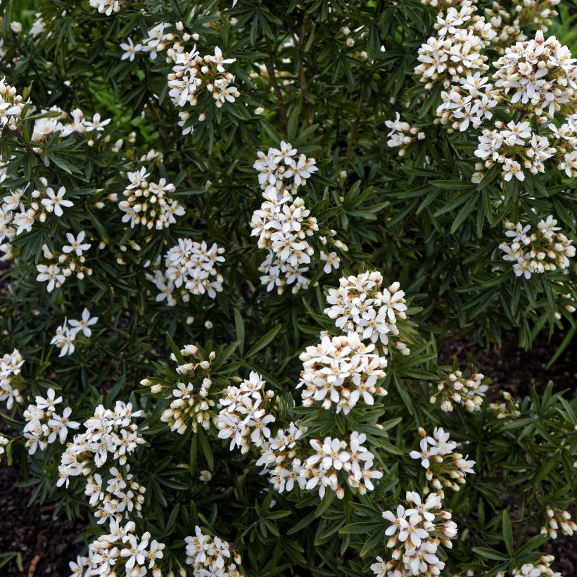 Naranjo de Méjico - Choisya ternata Snow Flurries (Floración)