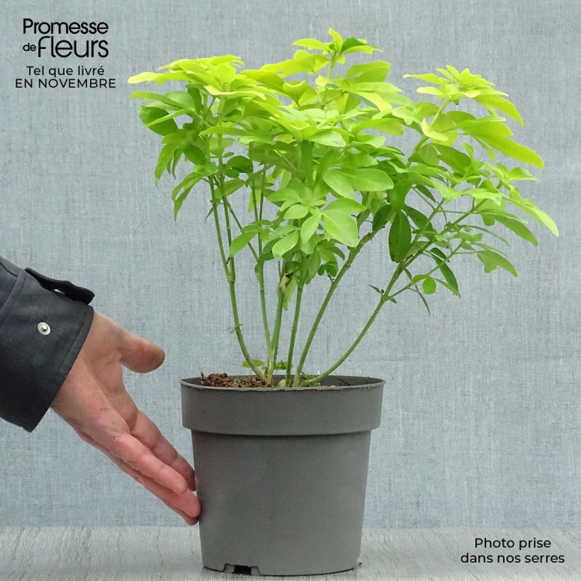 Ejemplar de Choisya ternata Sundance 20/30cm en pot de 2L/3L - Oranger du Mexique entregado en otoño