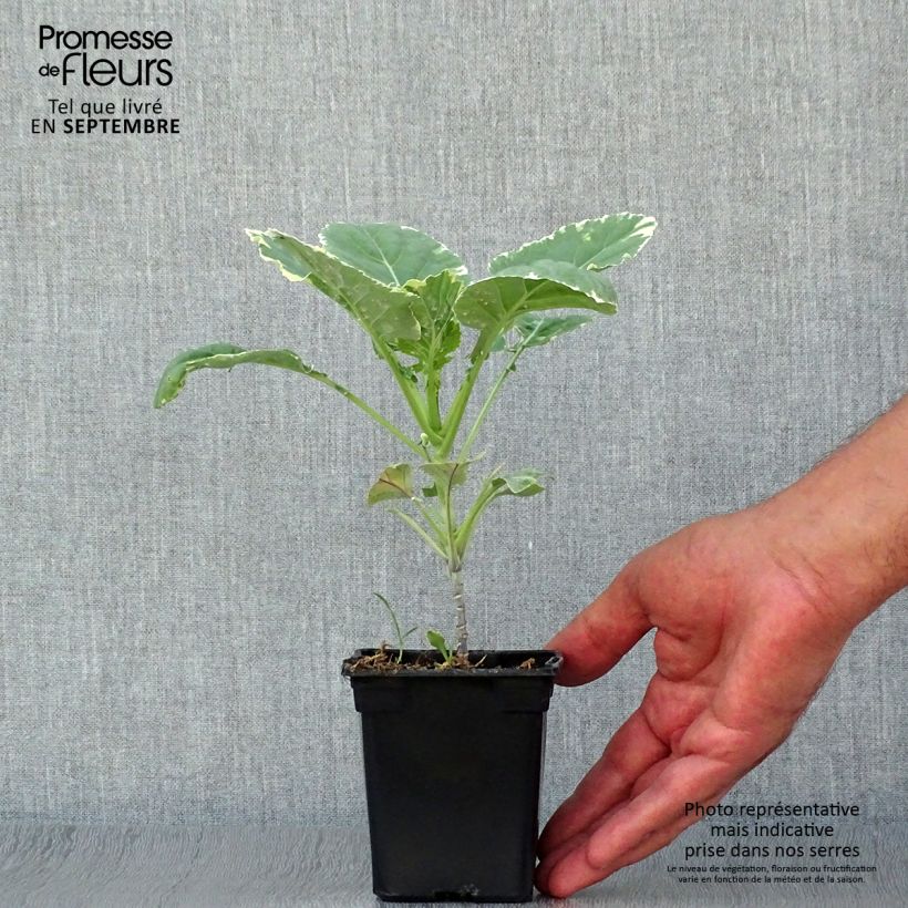 Ejemplar de Chou perpétuel Daubenton Popof panaché BIO - Brassica oleracea Godet de 8 cm entregado en otoño