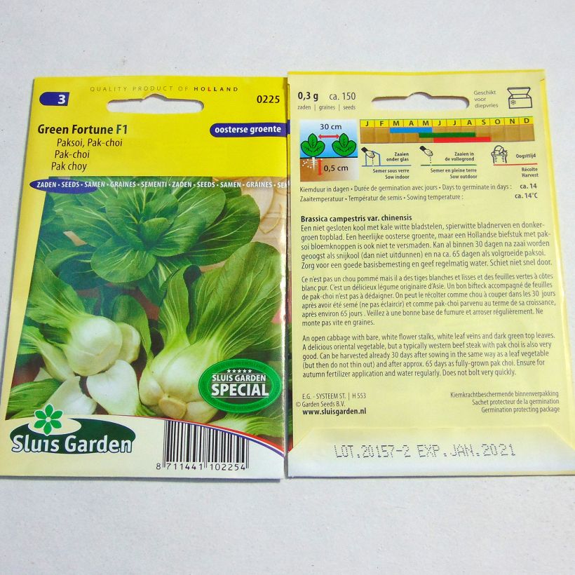 Ejemplo de ejemplar de Chou de Chine Pak Choi Green Fortune F1 - Brassica campestris Graines tal y como se entrega