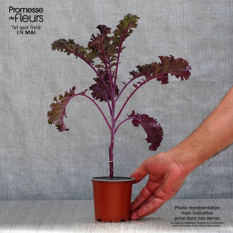 Chou frisé Redbor F1 en plants - chou kale - Pot de 10/11cm Ejemplar entregado en la primavera