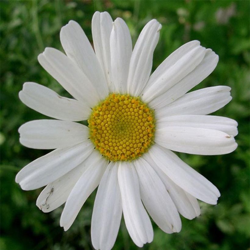 Chrysanthemum cinerariifolium - Crisantemo (Floración)