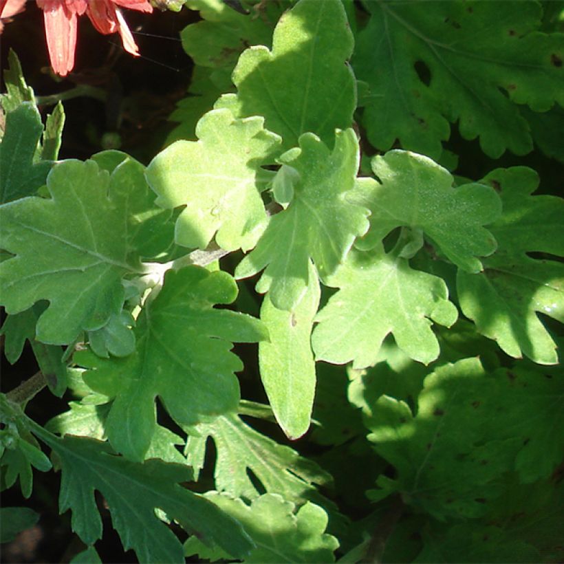 Chrysanthemum rubellum Duchess of Edimburgh - Crisantemo (Follaje)