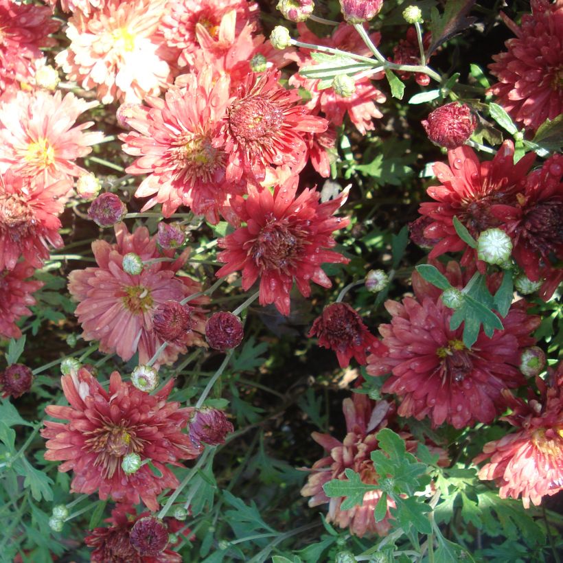 Chrysanthemum rubellum Duchess of Edimburgh - Crisantemo (Floración)