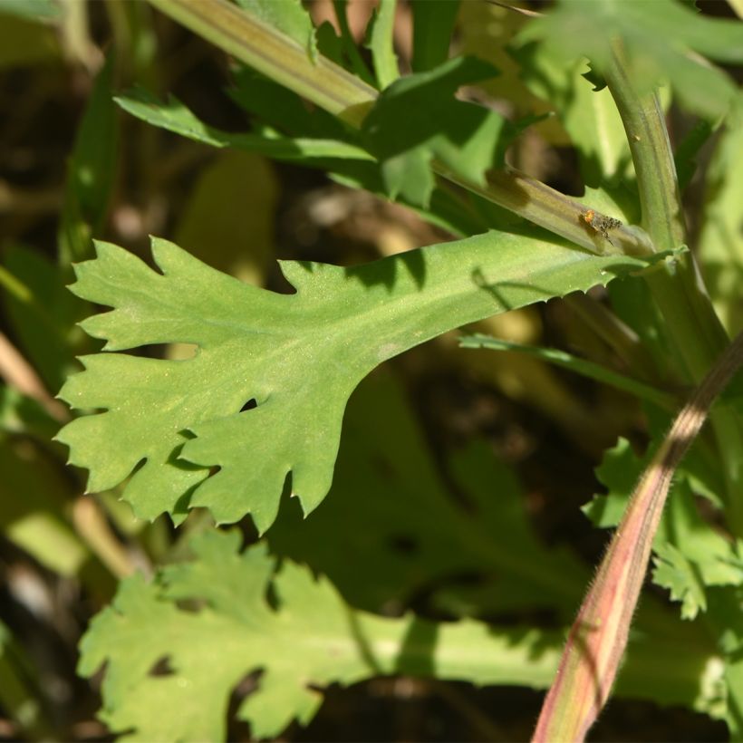 Chrysanthemum segetum Bio - Crisantemo (Follaje)