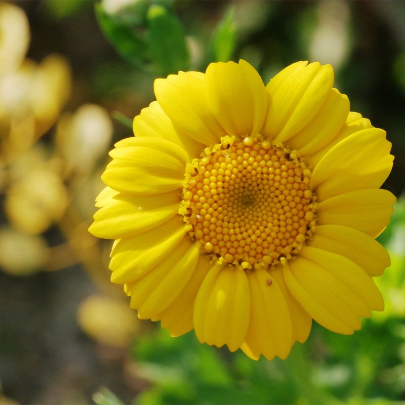 Chrysanthemum segetum Bio - Crisantemo (Floración)