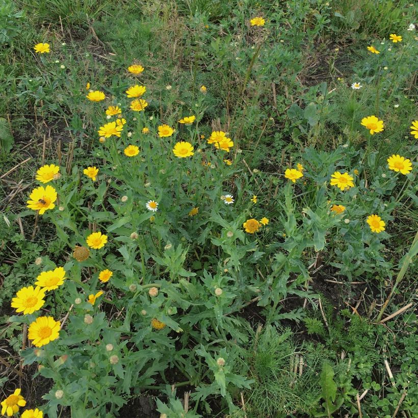 Chrysanthemum segetum Bio - Crisantemo (Porte)