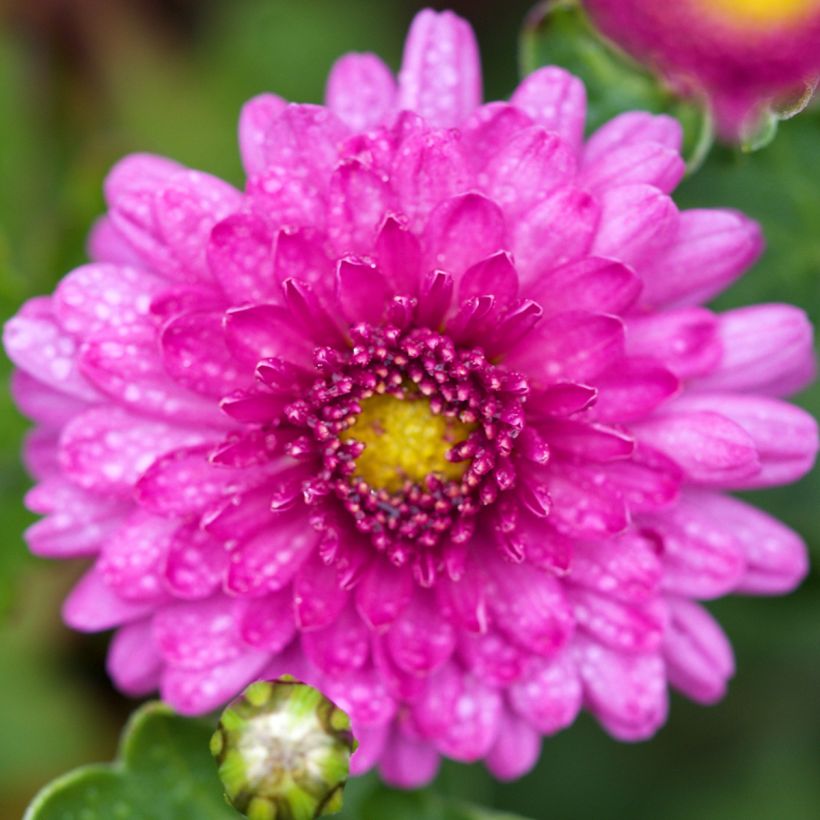 Chrysanthemum Mei Kyo - Crisantemo (Floración)