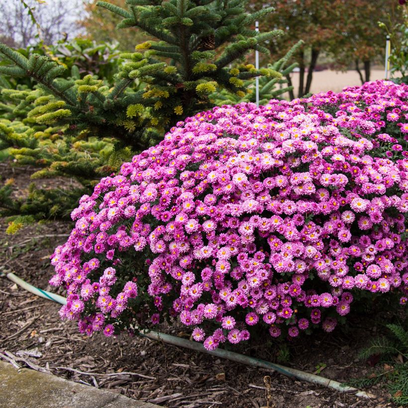 Chrysanthemum Mei Kyo - Crisantemo (Porte)