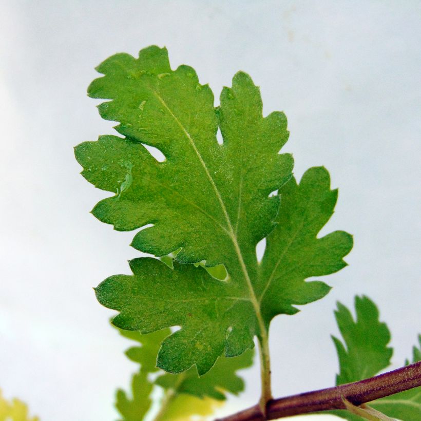 Chrysanthemum rubellum Dernier Soleil - Crisantemo (Follaje)